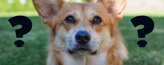 Why does weird random meat keep popping up in dog food?  A tale of 52 regulatory bodies.