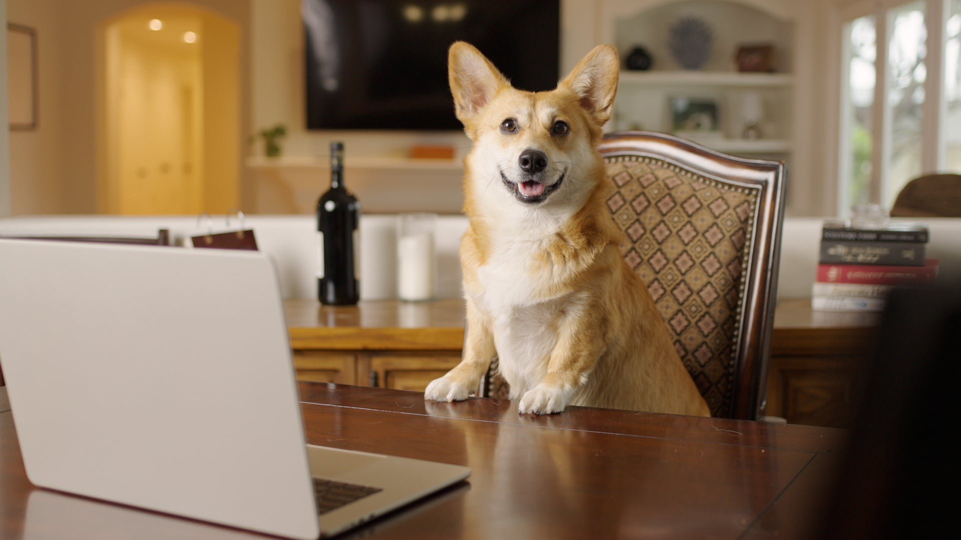 Load video: Dog sends unexpected man meat to the FDA